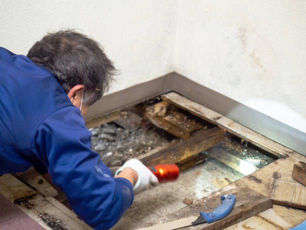 Best Commercial Mold Remediation in Grant, MN