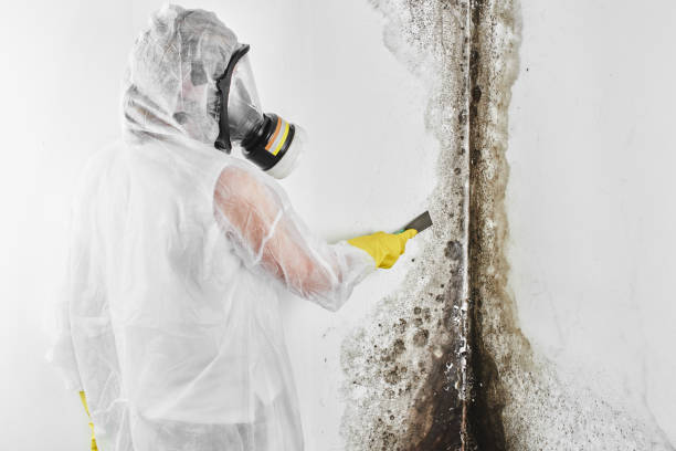Best Black Mold Remediation in Grant, MN