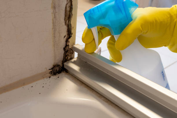 Best Attic Mold Remediation in Grant, MN