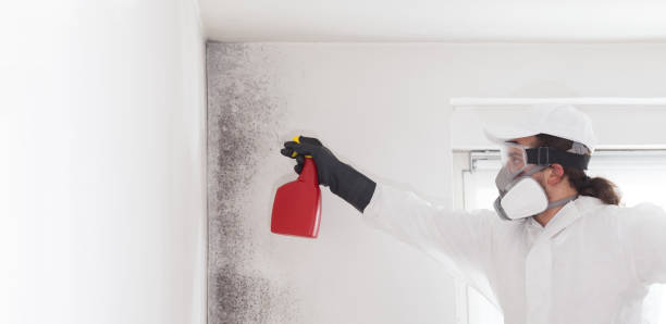 Best White Mold Remediation in Grant, MN
