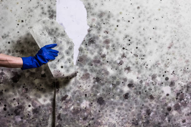 Best Crawl Space Mold Remediation in Grant, MN